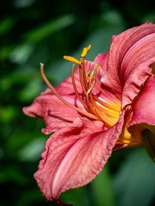 Preview wallpaper daylily, flower, petals, macro, pink