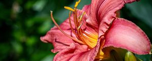 Preview wallpaper daylily, flower, petals, macro, pink