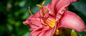 Preview wallpaper daylily, flower, petals, macro, pink