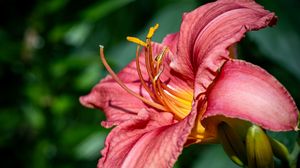 Preview wallpaper daylily, flower, petals, macro, pink