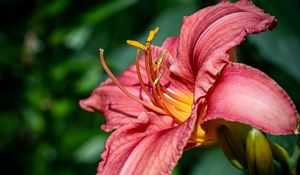 Preview wallpaper daylily, flower, petals, macro, pink