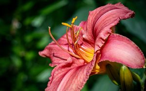 Preview wallpaper daylily, flower, petals, macro, pink