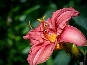 Preview wallpaper daylily, flower, petals, macro, pink