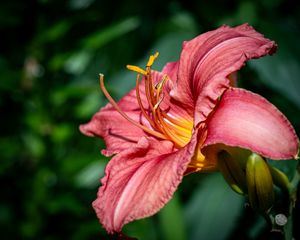 Preview wallpaper daylily, flower, petals, macro, pink