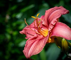 Preview wallpaper daylily, flower, petals, macro, pink