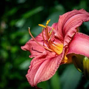 Preview wallpaper daylily, flower, petals, macro, pink