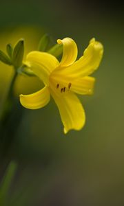 Preview wallpaper daylily, flower, petals, macro, yellow