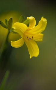 Preview wallpaper daylily, flower, petals, macro, yellow