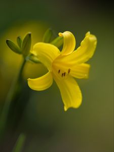 Preview wallpaper daylily, flower, petals, macro, yellow