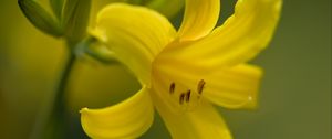 Preview wallpaper daylily, flower, petals, macro, yellow