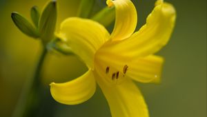 Preview wallpaper daylily, flower, petals, macro, yellow