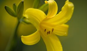 Preview wallpaper daylily, flower, petals, macro, yellow