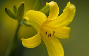 Preview wallpaper daylily, flower, petals, macro, yellow