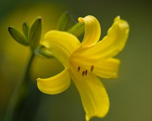 Preview wallpaper daylily, flower, petals, macro, yellow