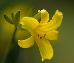 Preview wallpaper daylily, flower, petals, macro, yellow