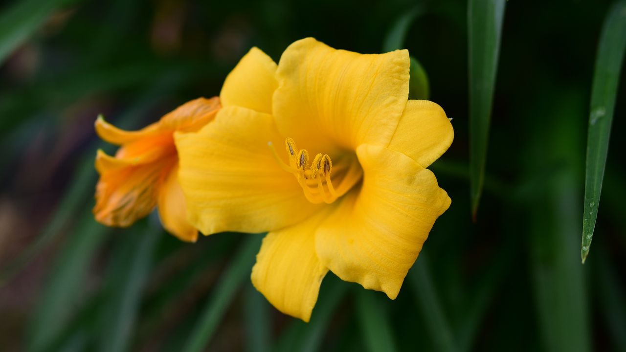 Wallpaper daylily, flower, petals, yellow, pollen, macro