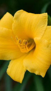 Preview wallpaper daylily, flower, petals, yellow, pollen, macro