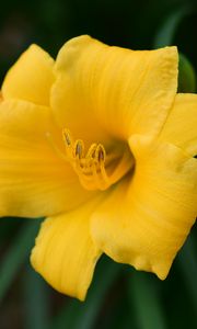 Preview wallpaper daylily, flower, petals, yellow, pollen, macro