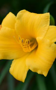 Preview wallpaper daylily, flower, petals, yellow, pollen, macro