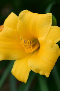 Preview wallpaper daylily, flower, petals, yellow, pollen, macro