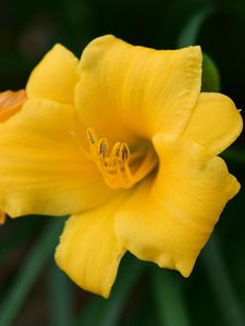 Preview wallpaper daylily, flower, petals, yellow, pollen, macro