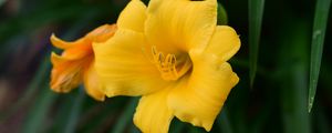 Preview wallpaper daylily, flower, petals, yellow, pollen, macro