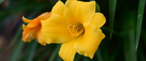 Preview wallpaper daylily, flower, petals, yellow, pollen, macro