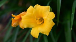 Preview wallpaper daylily, flower, petals, yellow, pollen, macro