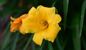 Preview wallpaper daylily, flower, petals, yellow, pollen, macro