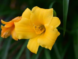 Preview wallpaper daylily, flower, petals, yellow, pollen, macro