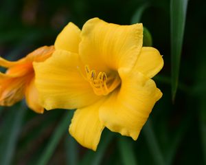 Preview wallpaper daylily, flower, petals, yellow, pollen, macro