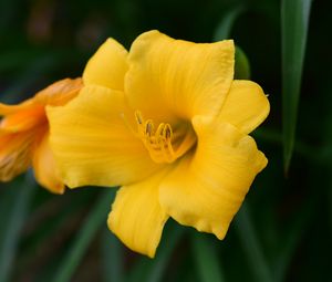 Preview wallpaper daylily, flower, petals, yellow, pollen, macro