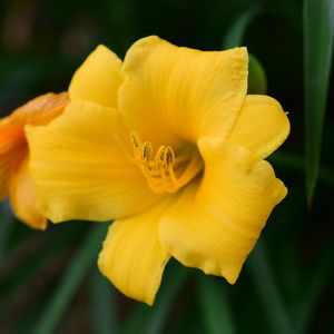 Preview wallpaper daylily, flower, petals, yellow, pollen, macro