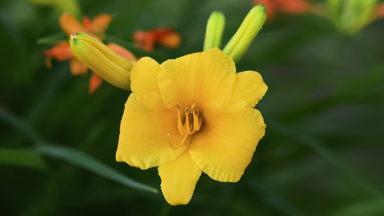 Wallpaper daylily, flower, petals, macro, yellow, pollen