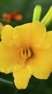 Preview wallpaper daylily, flower, petals, macro, yellow, pollen