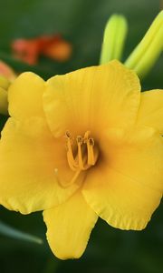 Preview wallpaper daylily, flower, petals, macro, yellow, pollen