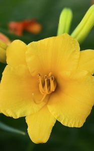 Preview wallpaper daylily, flower, petals, macro, yellow, pollen