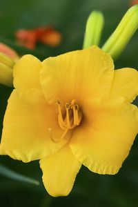 Preview wallpaper daylily, flower, petals, macro, yellow, pollen