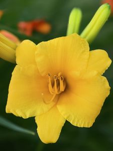 Preview wallpaper daylily, flower, petals, macro, yellow, pollen