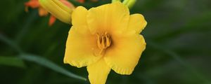 Preview wallpaper daylily, flower, petals, macro, yellow, pollen