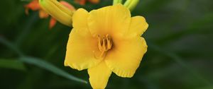 Preview wallpaper daylily, flower, petals, macro, yellow, pollen