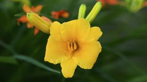 Preview wallpaper daylily, flower, petals, macro, yellow, pollen