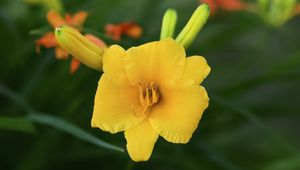 Preview wallpaper daylily, flower, petals, macro, yellow, pollen