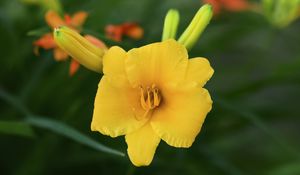 Preview wallpaper daylily, flower, petals, macro, yellow, pollen