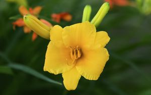 Preview wallpaper daylily, flower, petals, macro, yellow, pollen