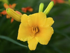 Preview wallpaper daylily, flower, petals, macro, yellow, pollen