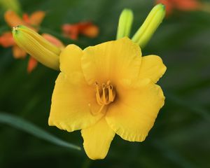 Preview wallpaper daylily, flower, petals, macro, yellow, pollen