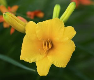 Preview wallpaper daylily, flower, petals, macro, yellow, pollen