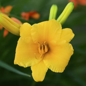 Preview wallpaper daylily, flower, petals, macro, yellow, pollen