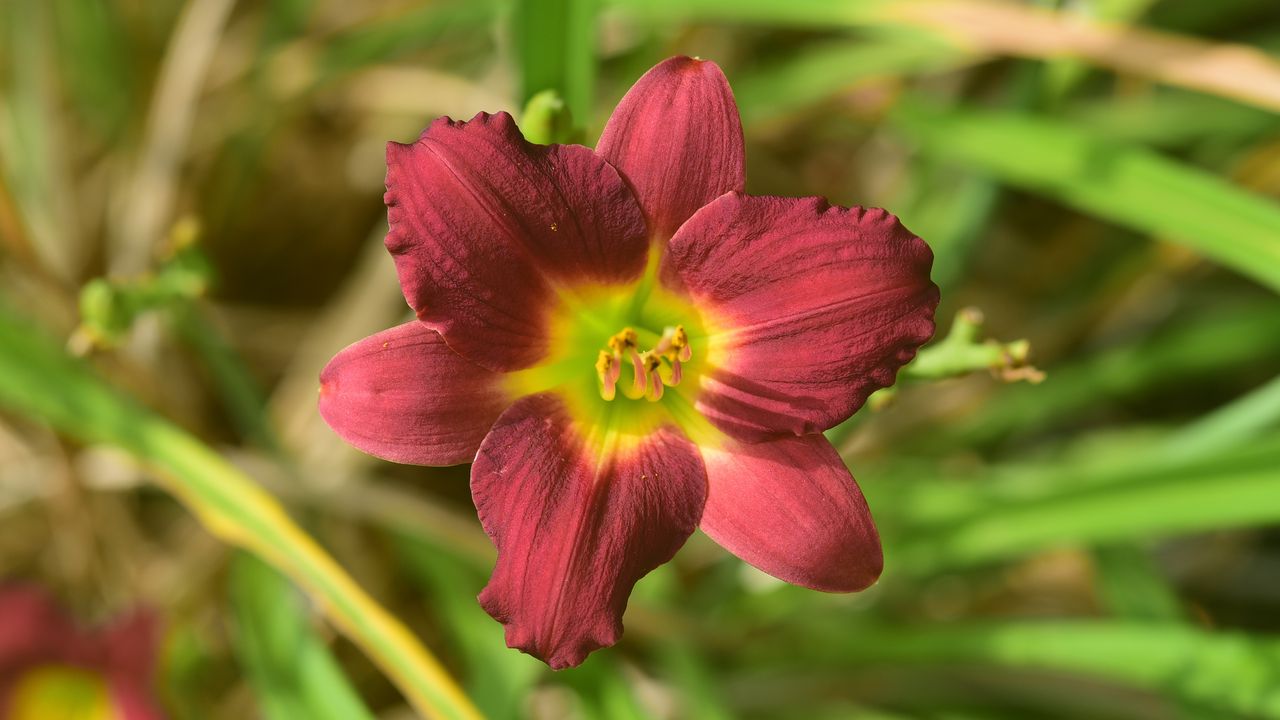 Wallpaper daylily, flower, petals, purple